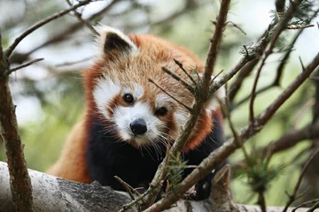 Gardinen Panda Beautiful endangered red panda on a green tree. Red Panda. Great animal in the nature looking habitat.  © photocech