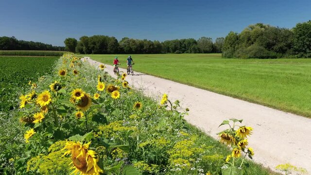 Radtour am Sonnenblumenfeld