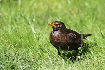 Amsel oder Schwarzdrossel / Blackbird / Turdus merula