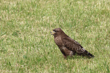 Rotmilan oder Gabelweihe / Red kite / Milvus milvus