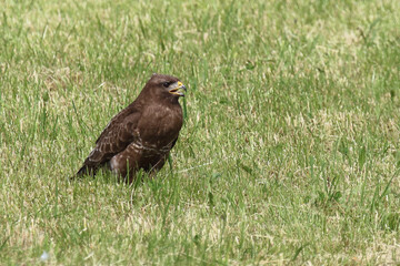 Rotmilan oder Gabelweihe / Red kite / Milvus milvus