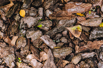 Pieces of dry brown oak tree bark close-up.