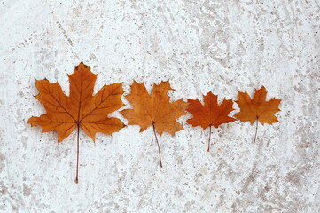 Four orange maple leaves as autumn family