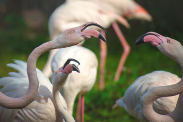 Naklejka premium Three battling greater flamingos (Phoenicopterus roseus).