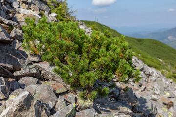 The Pinus mugo (bog pine) bush grows among stone placers in the Carpathian Mountains