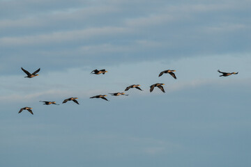 View from below of a flock of cormorants flying against a cloudy sky