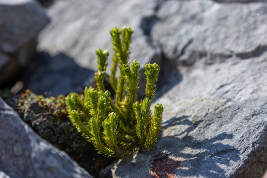 Huperzia selago, the northern firmoss or fir clubmoss, is a vascular plant in the family Lycopodiaceae. Several fronds of the fir clubmoss or northern firmoss (Huperzia selago).