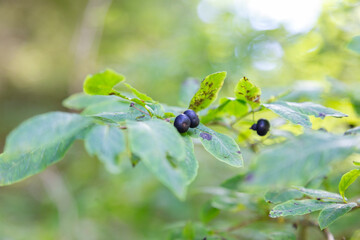 Lonicera nigra (black-berried honeysuckle) is a bush honeysuckle native to the mountains of Europe....