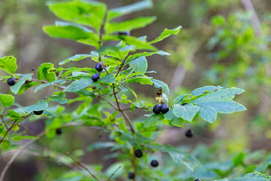 Lonicera nigra (black-berried honeysuckle) is a bush honeysuckle native to the mountains of Europe. Black-fruited honeysuckle (Lonicera nigra). Toxic fruits of Black berried Honeysuckle