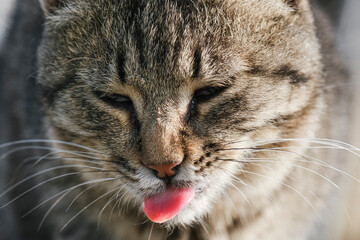 Fluffy stray cat licks its muzzle with tongue. Cat portrait close up