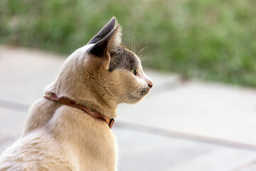 Portrait of a lwhite female cat, wearing a pink collar, attentive to the movements of the garden. Pet lover. Animal world. Cat Lover.