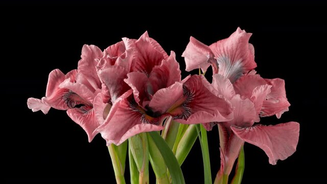 Frame-by-frame growing pink bouquet of irises flowers. Spring flowers irises blooming on a black background. Macro, 4k. Concept: easter, spring, love, birthday, valentine's day, holidays