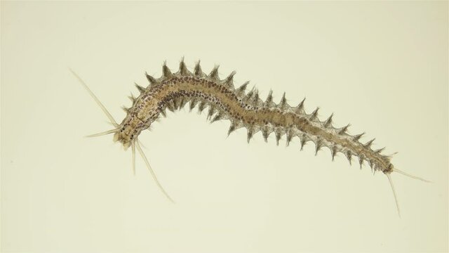 Worm Platynereis sp. under the microscope, Class Polychaeta, Nereididae Family, used to study the development of embryogenesis. Sample found in Black Sea