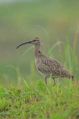 梅雨の日のチュウシャクシギ