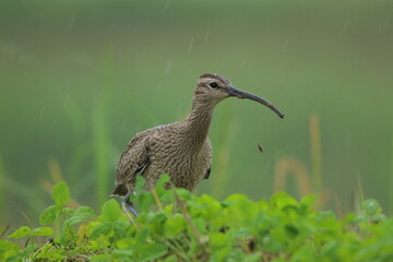泥をくわえるチュウシャクシギ