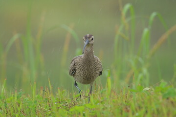 雨の中向かってくるチュウシャクシギ