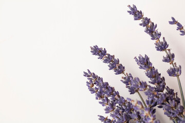Dried purple lavender flowers on a plain white background