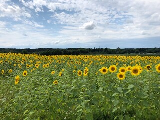 field of sunflowers