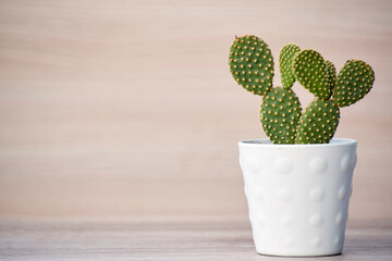 white pot with captus plant on wooden table and wooden background