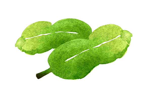 kaffir lime leaves hand drawn watercolor, clip art kaffir lime leaves herb