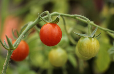 Tomatoes growing on a vine, in our garden this year.