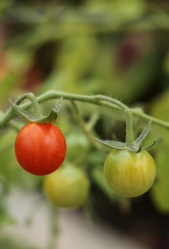 Tomatoes growing on a vine, in our garden this year.