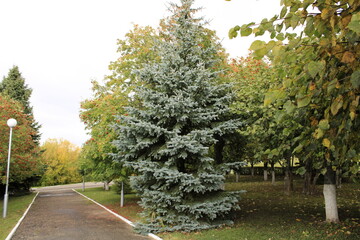 beautiful blue spruce