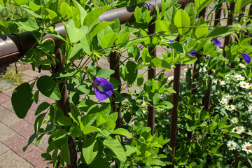 蝶豆の青紫色の花