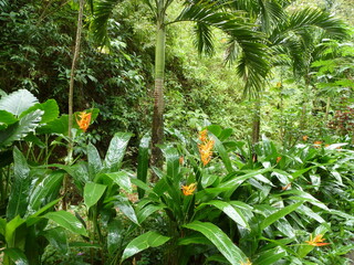 tropical botanical garden, rainforrest