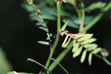 Halyomorpha Halys insect macro photo