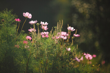 Obraz premium A patch of pink Cosmos flowers are lit up by late afternoon sunlight