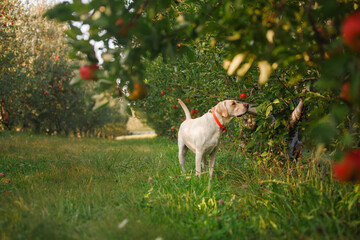 A dog walks through an orchard in golden light sniffing at apples