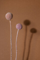 Dry pink flower Craspedia with dark shadow on a light brown background. Trend, minimal concept...