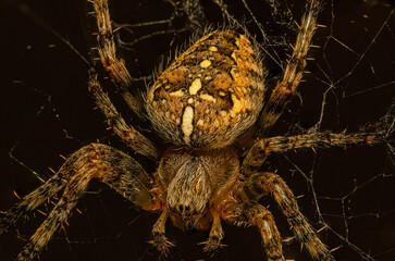 Kreuzspinne