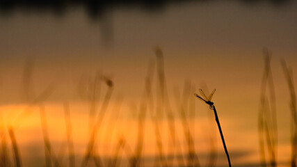 A silhouette dragonfly holding on a silhouette branch with a blurred-branches and sunset background