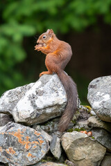 A red squirrel (Sciurus vulgaris) pictured on a forest wall in Scotland