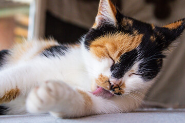 Portrait of a beautiful adult fluffy long-haired tri-colored cat with green eyes and pink nose who...