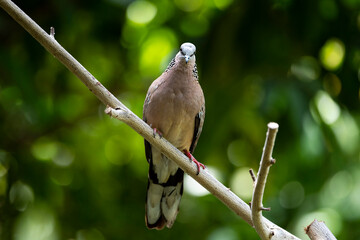 Spotted Dove