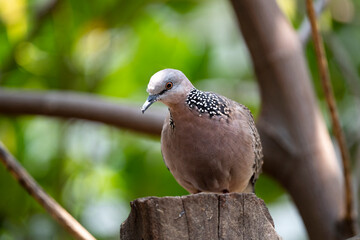 Spotted Dove