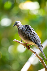 Spotted Dove