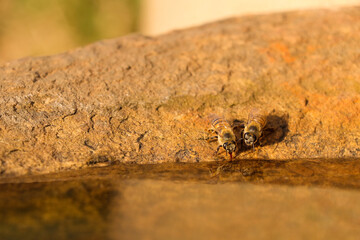 African Honey Bees Drinking From Rock Pool (Apis mellifera scutellata), Pretoria, South Africa