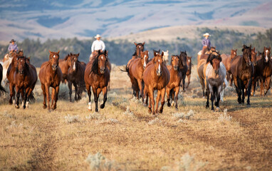 Horse herd in Montana being rounded up and brought in cavy for work in the Mountains by the wranglers. - obrazy, fototapety, plakaty