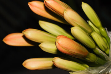 Bush Lily Flower Bud Cluster (Clivia miniata), South Africa