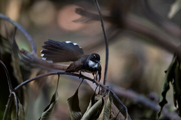Sunda Pied Fantail