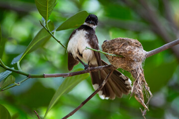 Sunda Pied Fantail