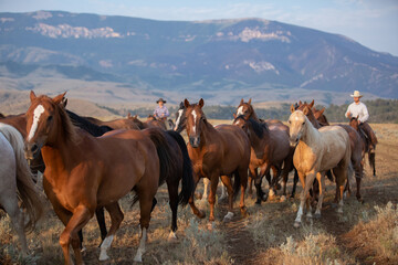 Horse herd in Montana being rounded up and brought in cavy for work in the Mountains by the...