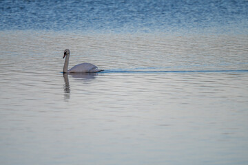 Fototapeta premium A mute swan (Cygnus olor) swimming on a calm lake in the evening light