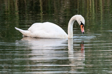 Fototapeta premium A mute swan (Cygnus olor) swimming on a calm lake in the evening light