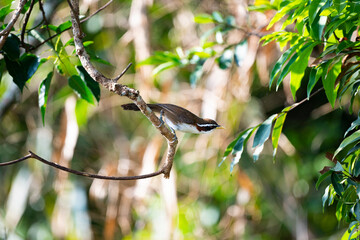 White - browed Scimitar Babbler