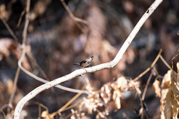 White - rumped Munia